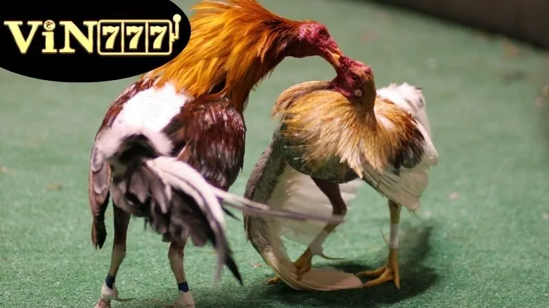 Đá Gà Campuchia – Trực Tiếp Kịch Tính Mỗi Ngày 2 Giới thiệu về Đá Gà Campuchia