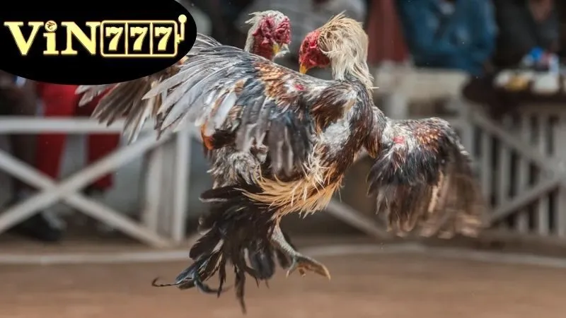 Đá Gà Campuchia – Trực Tiếp Kịch Tính Mỗi Ngày 3 Các lựa chọn hàng đầu