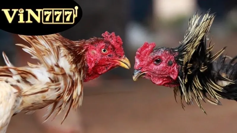 Đá Gà Campuchia – Trực Tiếp Kịch Tính Mỗi Ngày 4 Lợi ích và tính năng của Đá Gà Campuchia