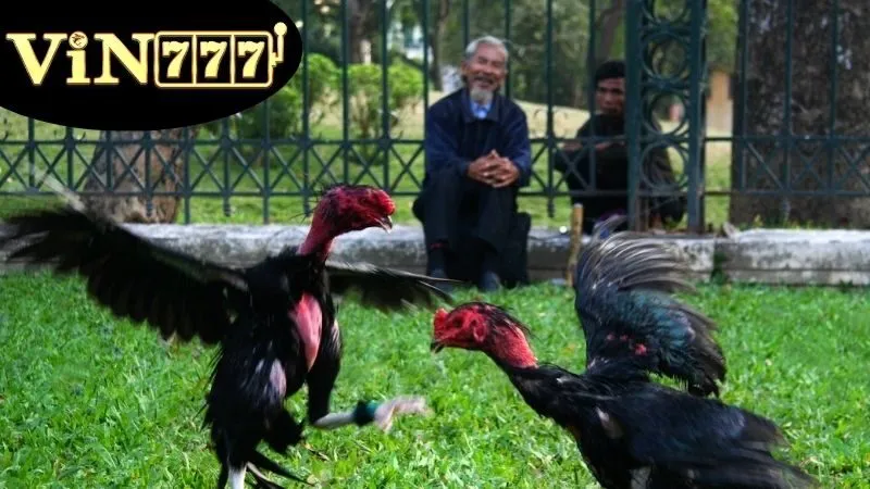 Định nghĩa và giải thích Đá gà cựa tròn