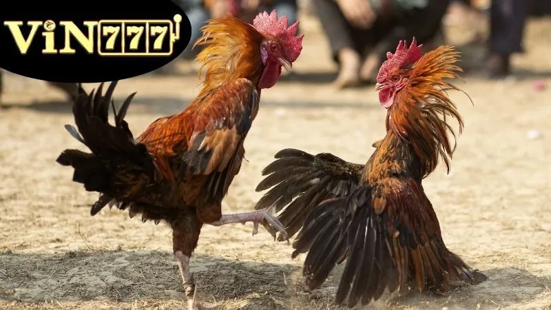 Đặc điểm nổi bật của Đá gà cựa tròn