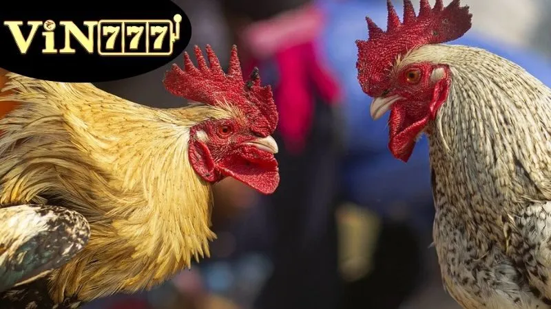 Top 5 lựa chọn Đá gà cựa tròn