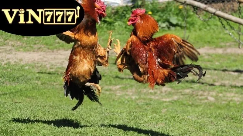 Đá Gà Cựa Tròn – Môn Thể Thao Gà Chọi Đầy Kỹ Thuật 1 Đá gà cựa tròn