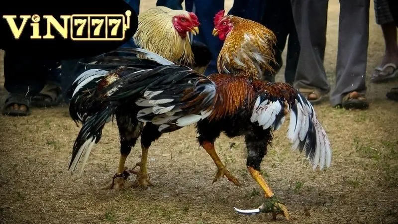 Đá Gà Thomo Hôm Nay – Trực Tiếp Kịch Tính Từng Giây 2 Định nghĩa và Lịch sử Đá Gà Thomo