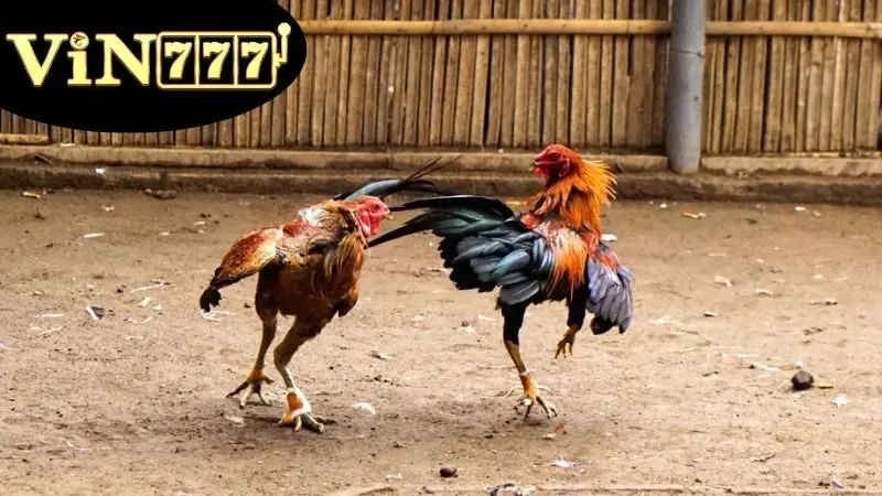 Đá Gà Thomo Hôm Nay – Trực Tiếp Kịch Tính Từng Giây 3 Đá Gà Thomo Hôm Nay