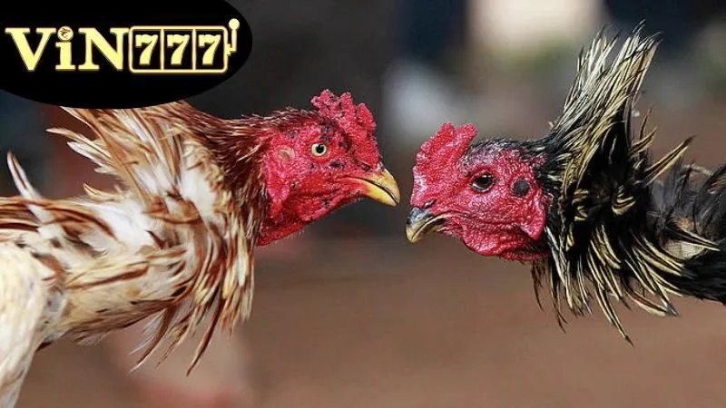 Đá Gà VIN777 - Bí Quyết Chiến Thắng Lớn Với Những Chiến Kê 1 Lợi ích khi tham gia cá cược cùng với Đá Gà VIN777