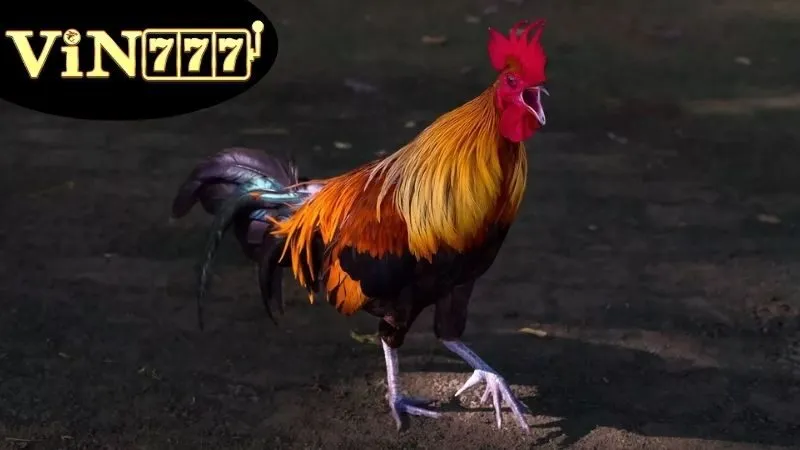 Gà Đá Cựa Dao – Kịch Tính Mỗi Cú Ra Đòn 3 Cách huấn luyện Gà Đá Cựa Dao
