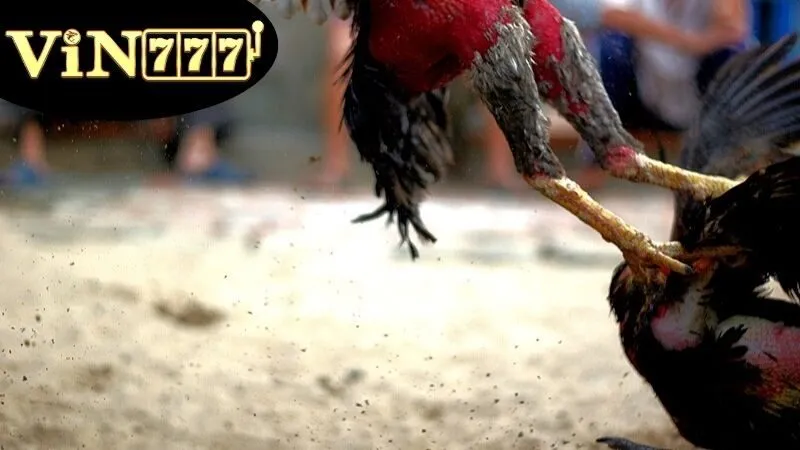 Giải Đá Gà C1 – Đấu Trường Gà Đỉnh Cao Trực Tuyến 2 Định nghĩa và Giải thích về Giải Đá Gà C1