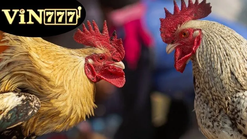 Giải Đá Gà C1 – Đấu Trường Gà Đỉnh Cao Trực Tuyến 3 Lịch sử phát triển của Giải Đá Gà C1