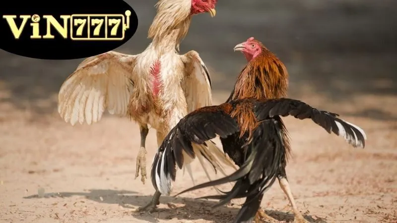 Giải Đá Gà C1 – Đấu Trường Gà Đỉnh Cao Trực Tuyến 4 Quy tắc tham gia Giải Đá Gà C1