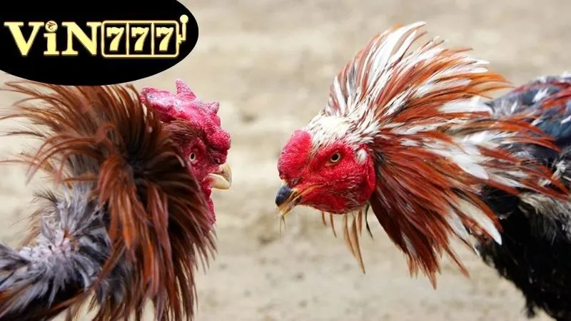 Giải Đá Gà C1 – Đấu Trường Gà Đỉnh Cao Trực Tuyến 5 Giải Đá Gà C1